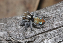 Maratus calcitrans