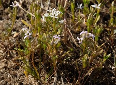 Lobelia limosa