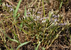 Lobelia limosa