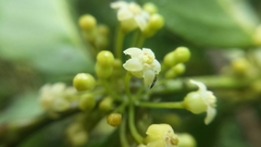 Peponidium