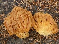 Ramaria gelatinosa