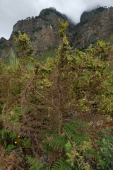 Aspalathus astroites