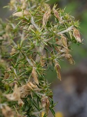 Aspalathus astroites