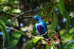 Turquoise Cotinga photo 5