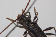 Callidiopis scutellaris