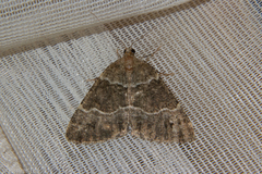 Pseudocoremia pergrata