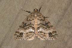 Pseudocoremia indistincta