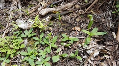 Pterostylis oliveri