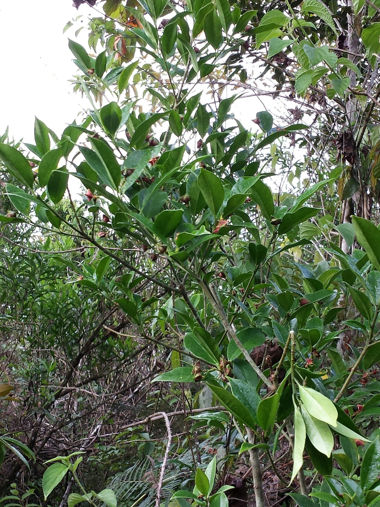 Euphorbia tetraptera