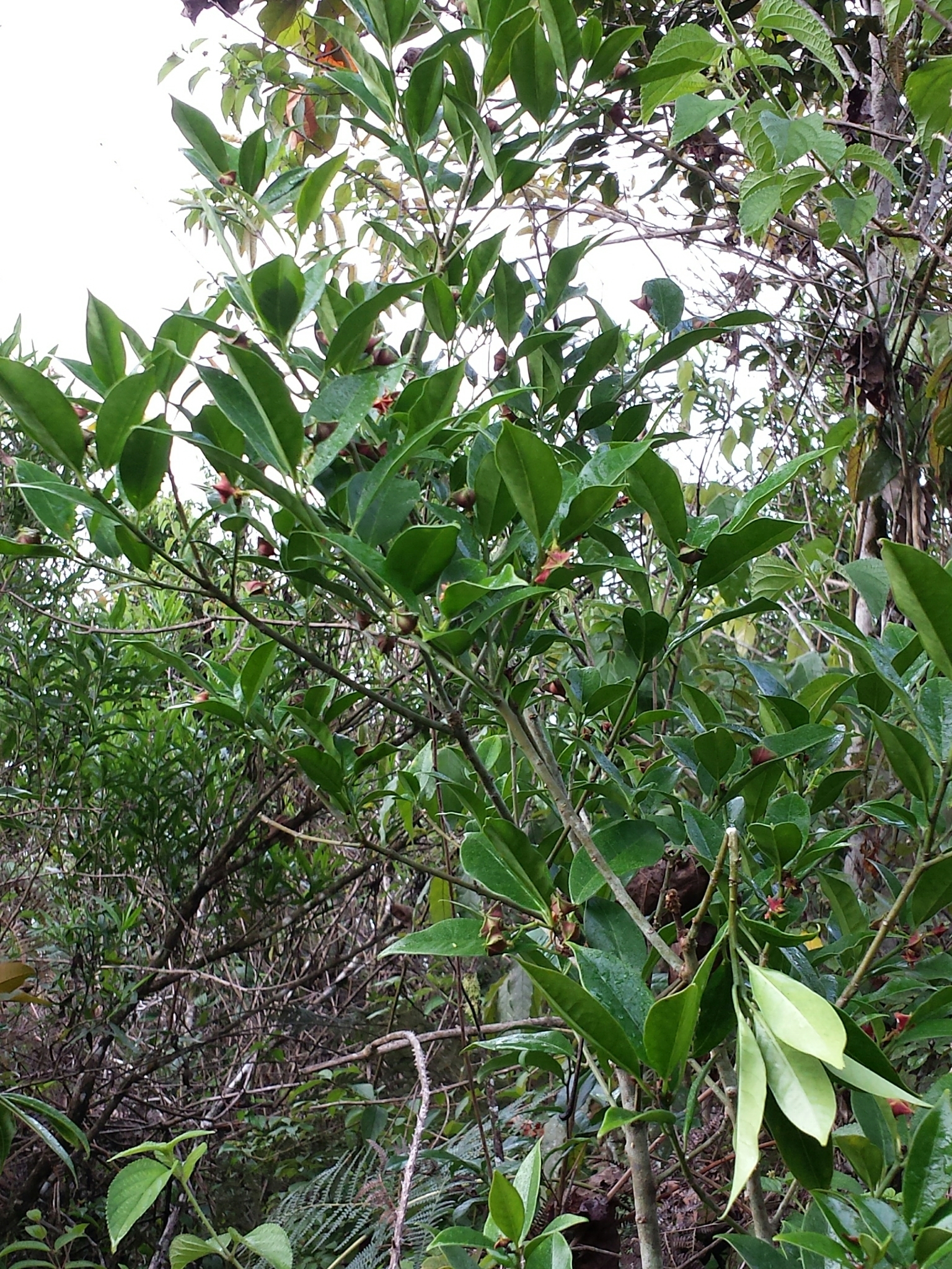 Euphorbia tetraptera