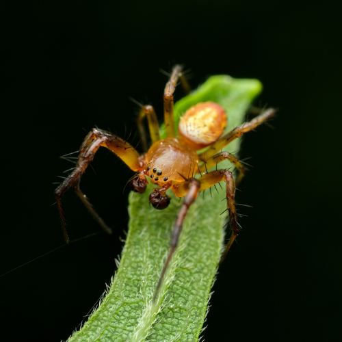 Six-spotted Orbweaver, Wellington County, ON, Canada, photo 10 of 10