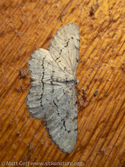 Stenoporpia pulmonaria