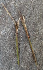 Marsippospermum gracile