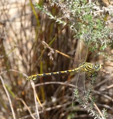 Ceratogomphus pictus