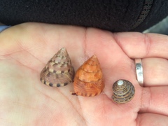 Calliostoma gloriosum