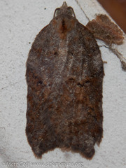 Acleris effractana