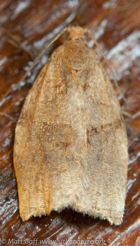 Rose Tortrix Moth, photo 2 of 10