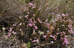 Lachnaea uniflora