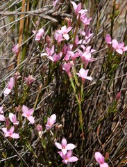 Lachnaea uniflora