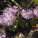 Lampranthus sociorum - Photo 由 Felix Riegel 所上傳的 (c) Felix Riegel，保留部份權利CC BY-NC