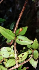 Medinilla viscoides
