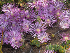 Lampranthus sociorum