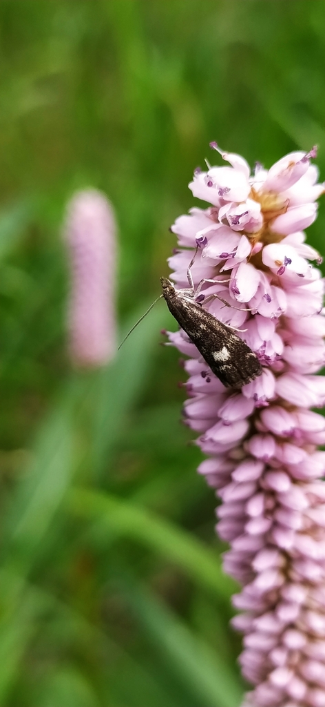 Catoptria maculalis
