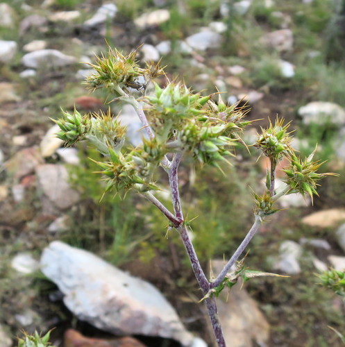 Image of Berkheya heterophylla by no rights reserved