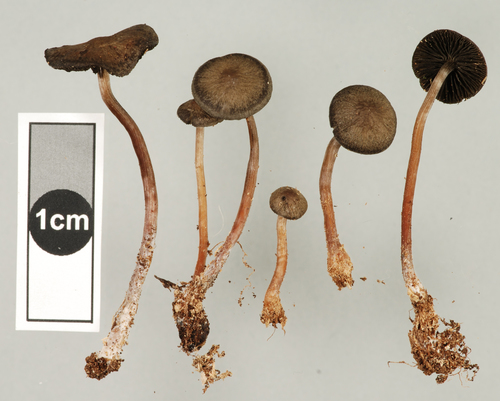 Panaeolus fimbriatus image