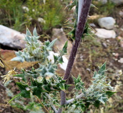 Berkheya heterophylla