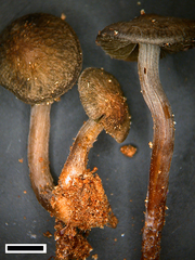 Panaeolus fimbriatus image