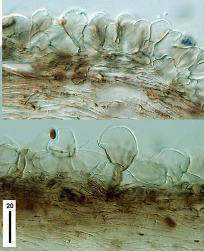Panaeolus fimbriatus image