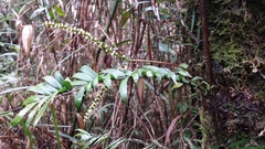 Dypsis concinna