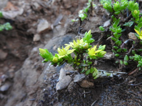 Sedum neglectum Ten.