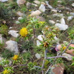 Berkheya heterophylla
