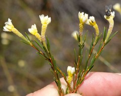 Lachnaea capitata