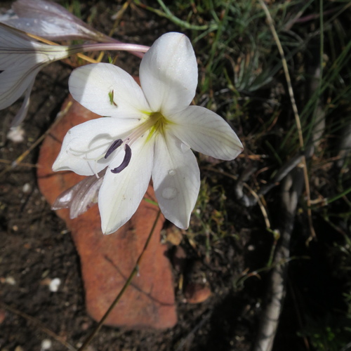 Image of Tritonia bakeri by no rights reserved