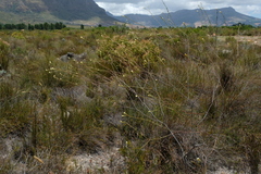 Lachnaea capitata