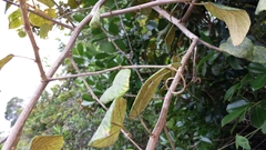Gouania phillipsonii