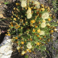 Pteronia hutchinsoniana