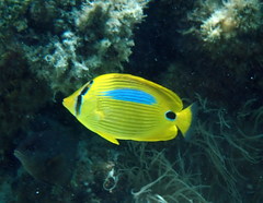 Chaetodon plebeius