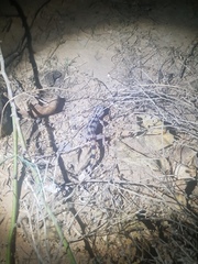 Teratoscincus keyserlingii