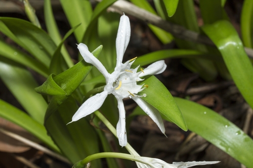 Pancratium triflorum (Pancratium triflorum)