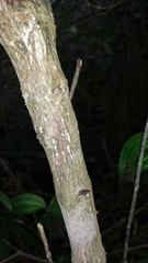 Tricalysia analamazaotrensis