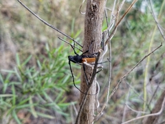 Tragidion coquus