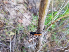Tragidion coquus