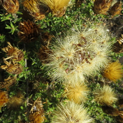 Pteronia hutchinsoniana