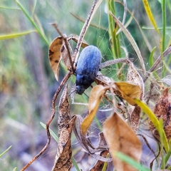 Bothrotes canaliculatus