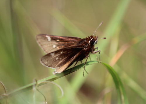 Dusted Skipper photo 4