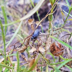 Bothrotes canaliculatus